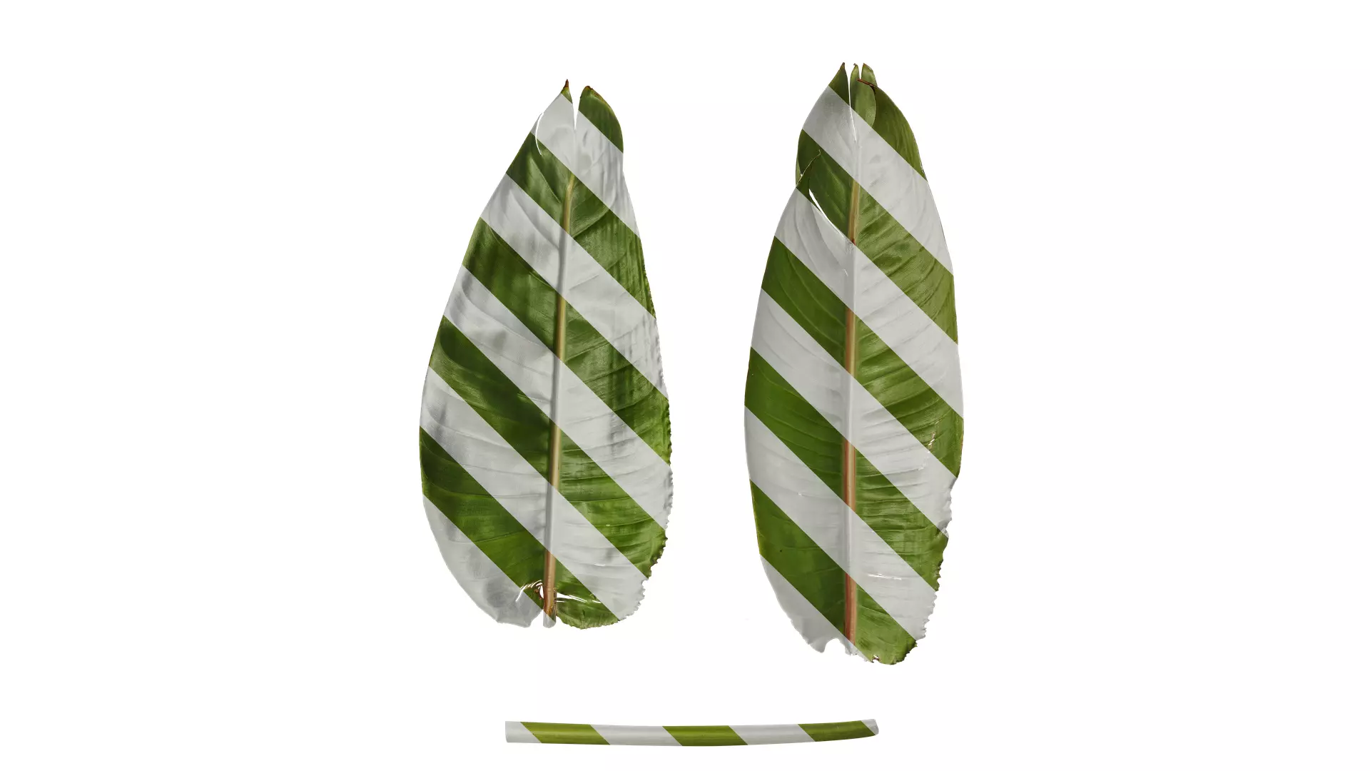 Anydrafts Strelitzia reginae Leaf 04 F Texture_0