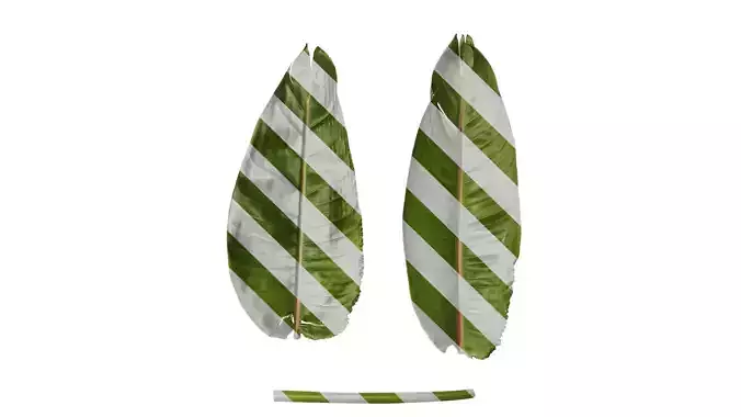 Anydrafts Strelitzia reginae Leaf 04 F