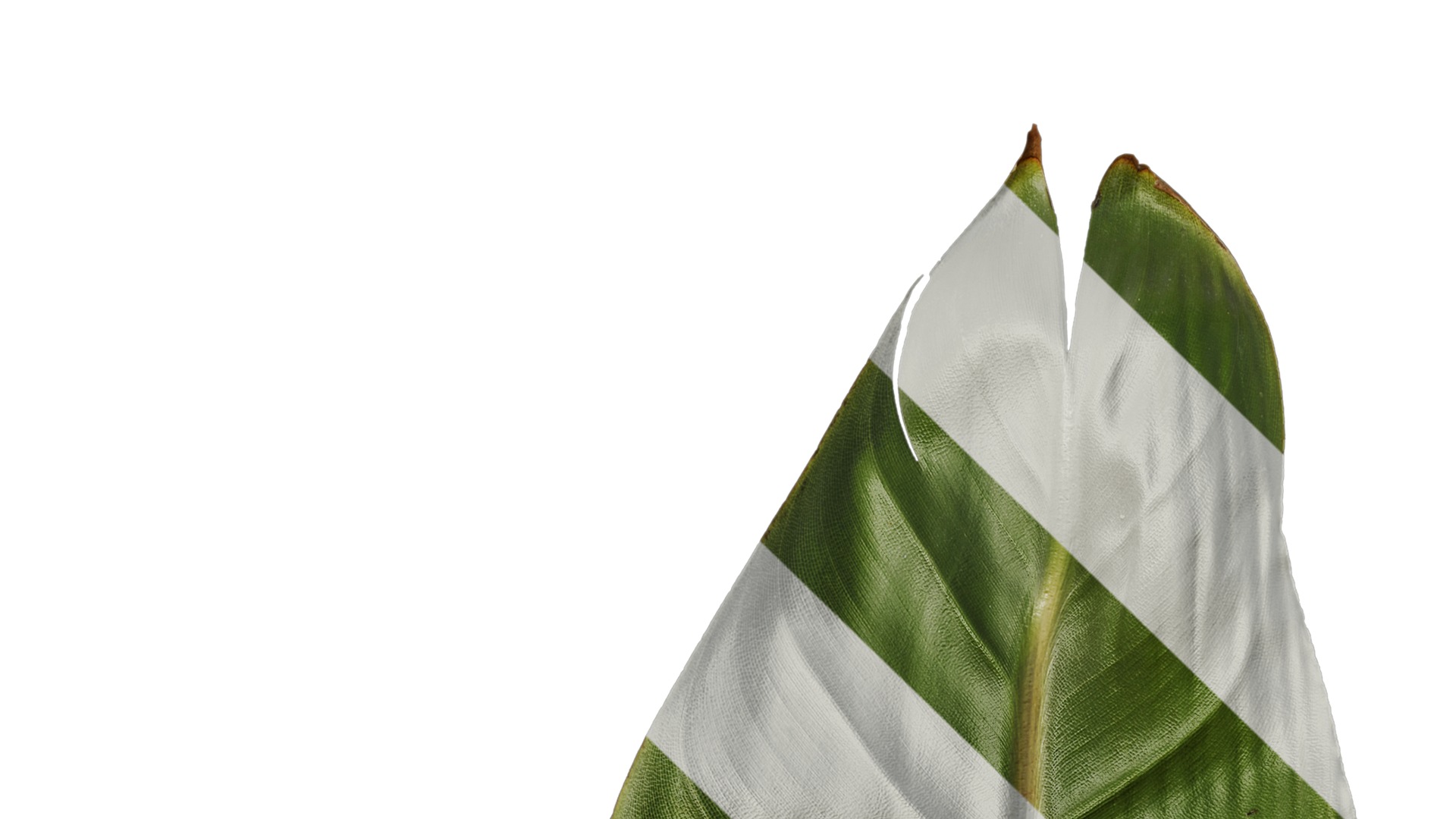 Anydrafts Strelitzia reginae Leaf 04 F Texture_1