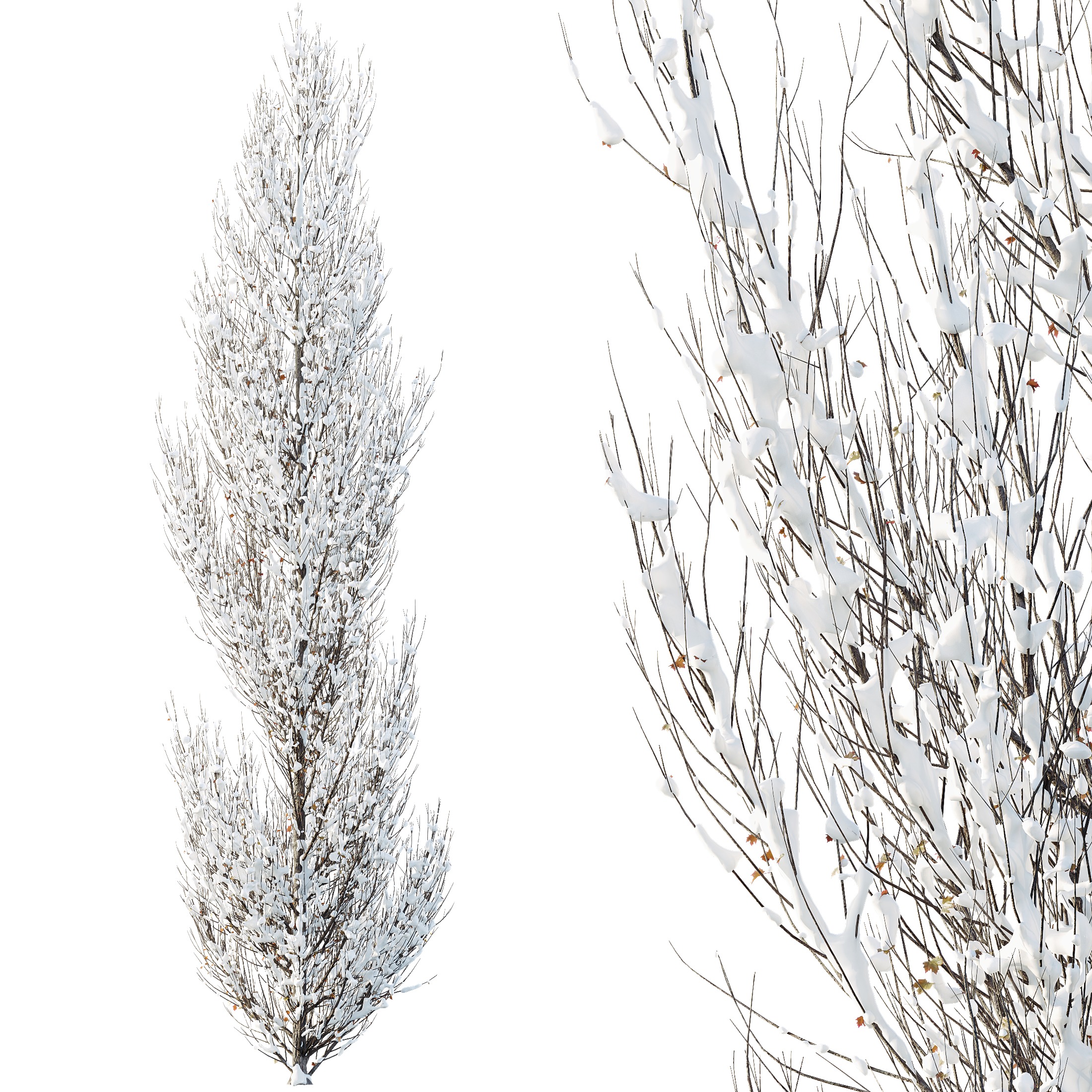 AV Plants Acer X freemanii Freeman Maple Armstrong Winter Snow 3D model_1