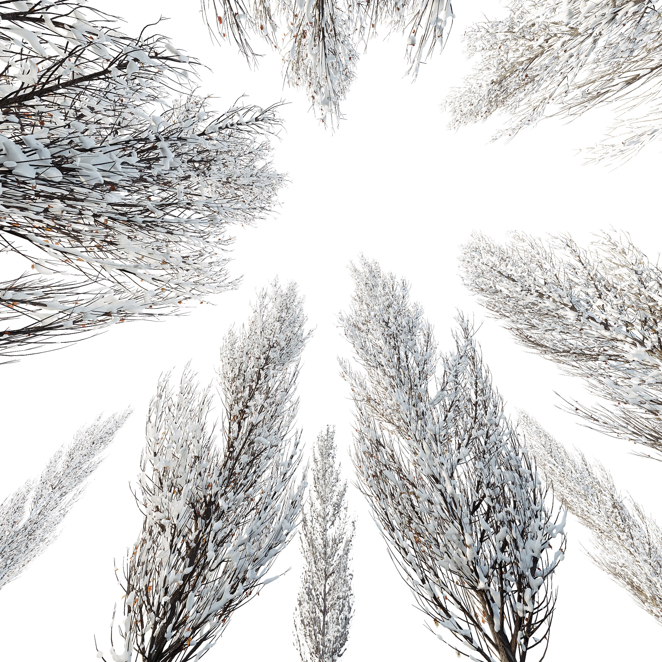 AV Plants Acer X freemanii Freeman Maple Armstrong Winter Snow 3D model_2