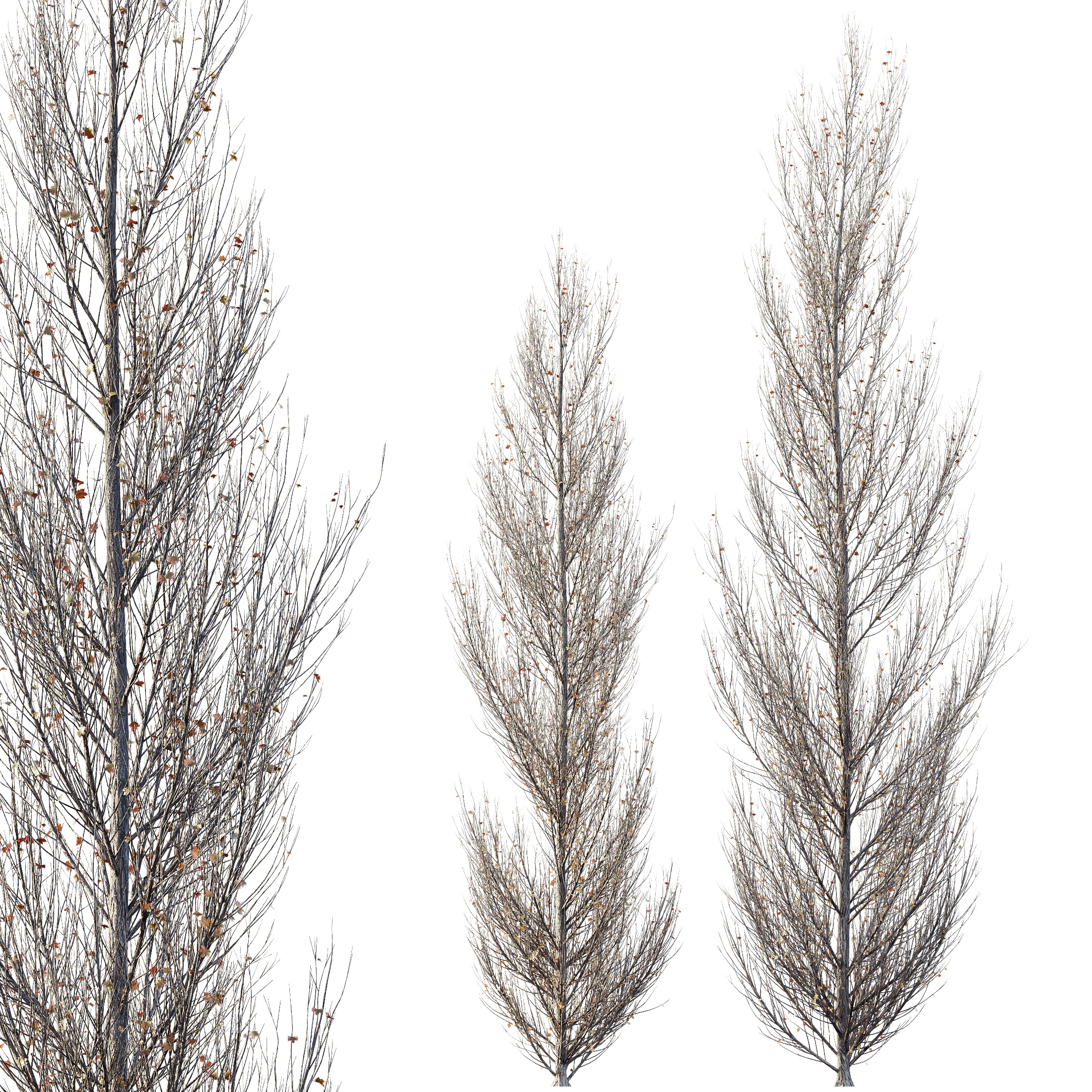 AV Plants Acer X freemanii Freeman Maple Armstrong Winter Snow 3D model_3
