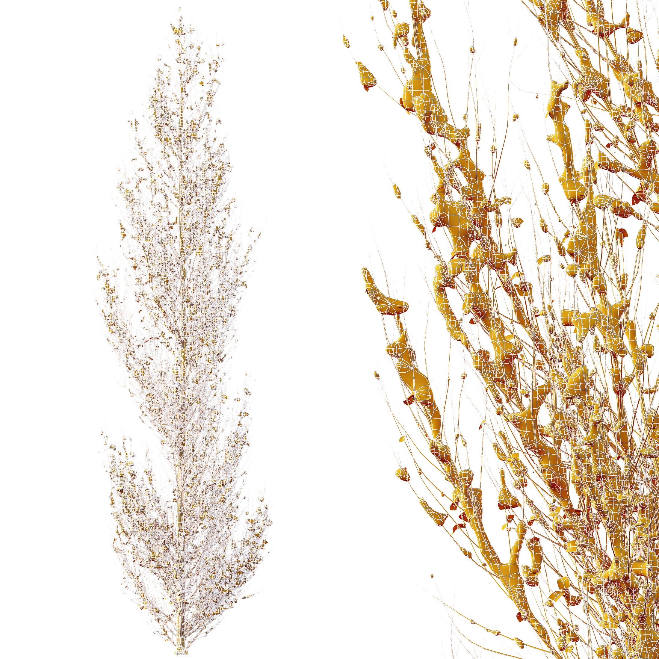 AV Plants Acer X freemanii Freeman Maple Armstrong Winter Snow 3D model_5