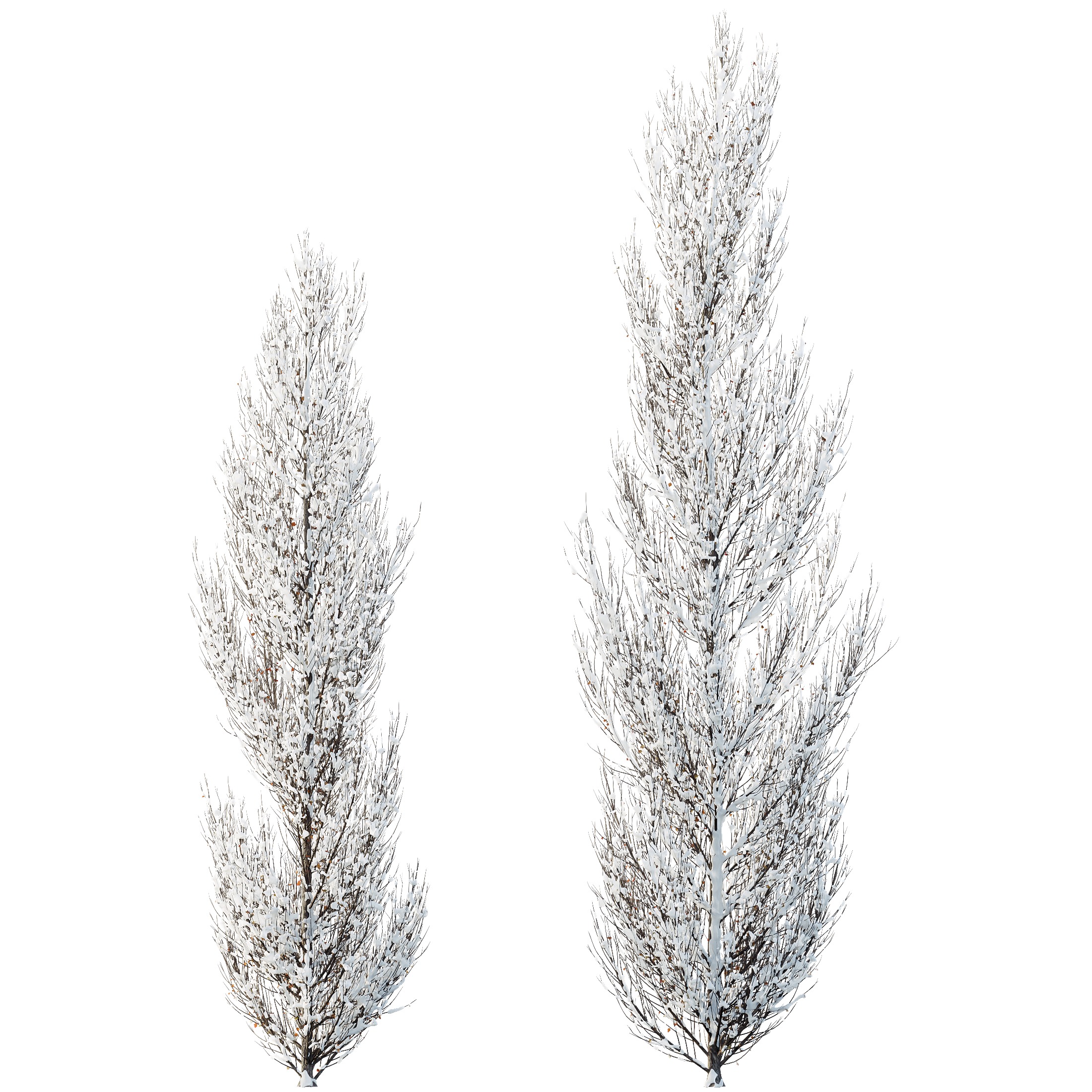 AV Plants Acer X freemanii Freeman Maple Armstrong Winter Snow 3D model_4