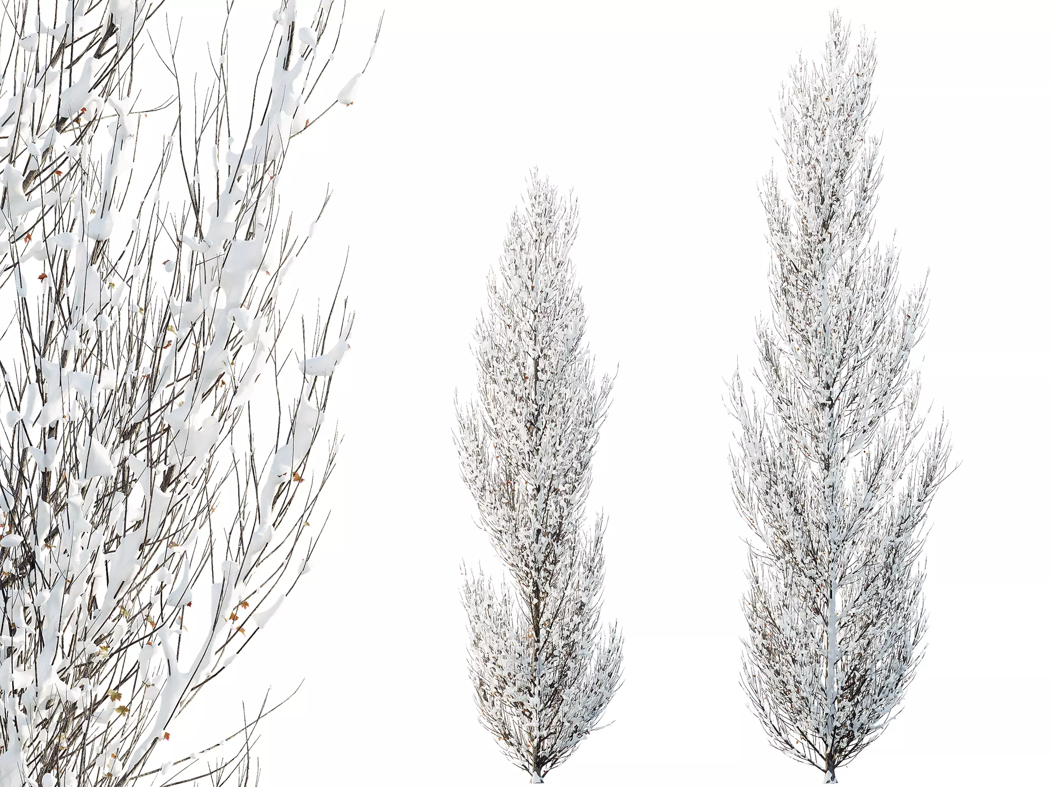 AV Plants Acer X freemanii Freeman Maple Armstrong Winter Snow 3D model_0