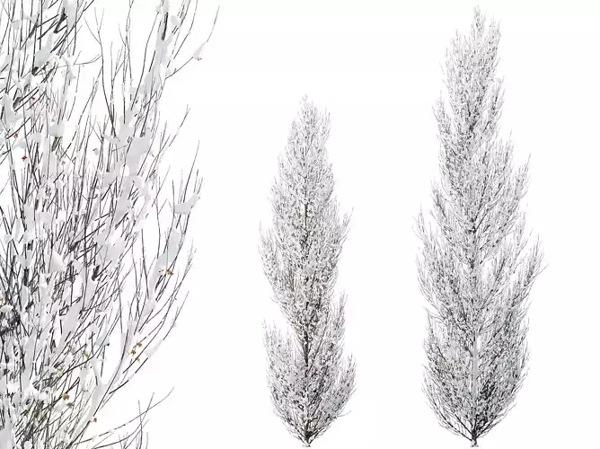 AV Plants Acer X freemanii Freeman Maple Armstrong Winter Snow 3D model