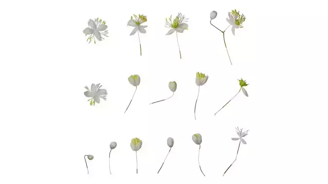 Anydrafts Thalictrum aquilegiifolium Flower 02