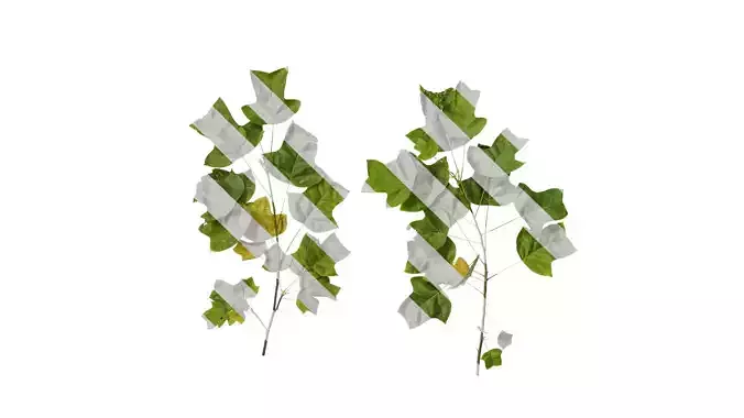 Anydrafts Liriodendron chinense Atlas 04