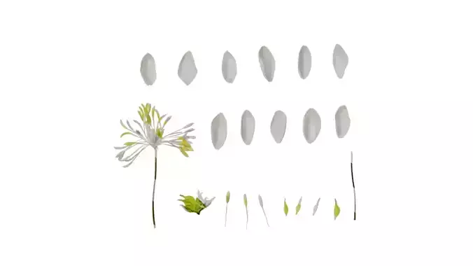 Anydrafts Thalictrum aquilegiifolium Flower 03