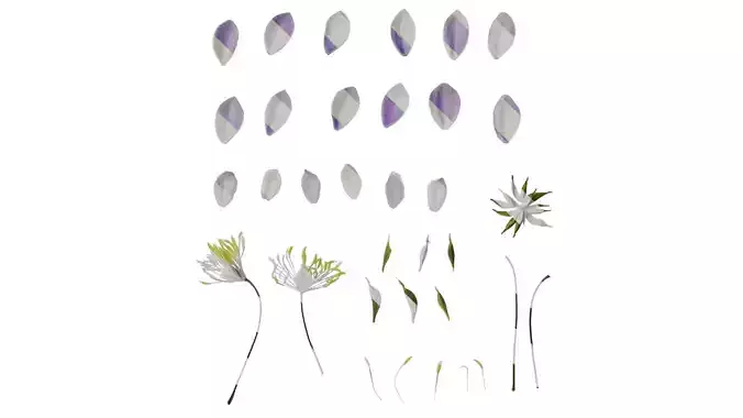 Anydrafts Thalictrum aquilegiifolium Flower 04