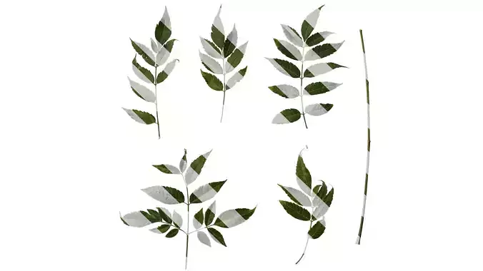 Anydrafts Melia azedarach Atlas 12