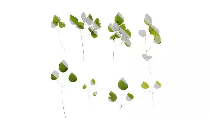 Anydrafts Thalictrum aquilegiifolium Leaf 02