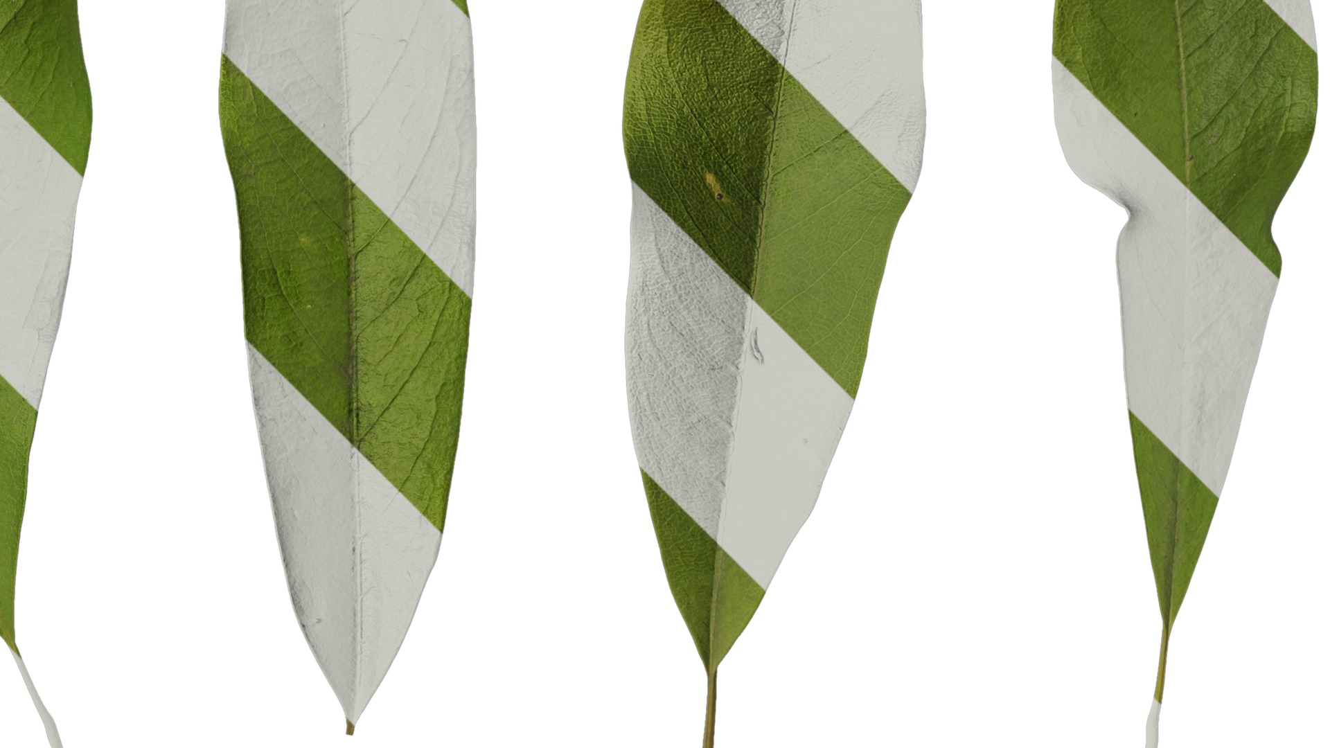 Anydrafts Michelia wilsonii Leaf 02 Texture_2