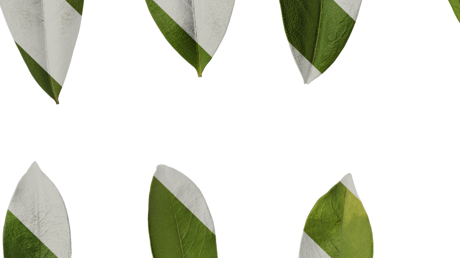 Anydrafts Michelia wilsonii Leaf 02 Texture_3