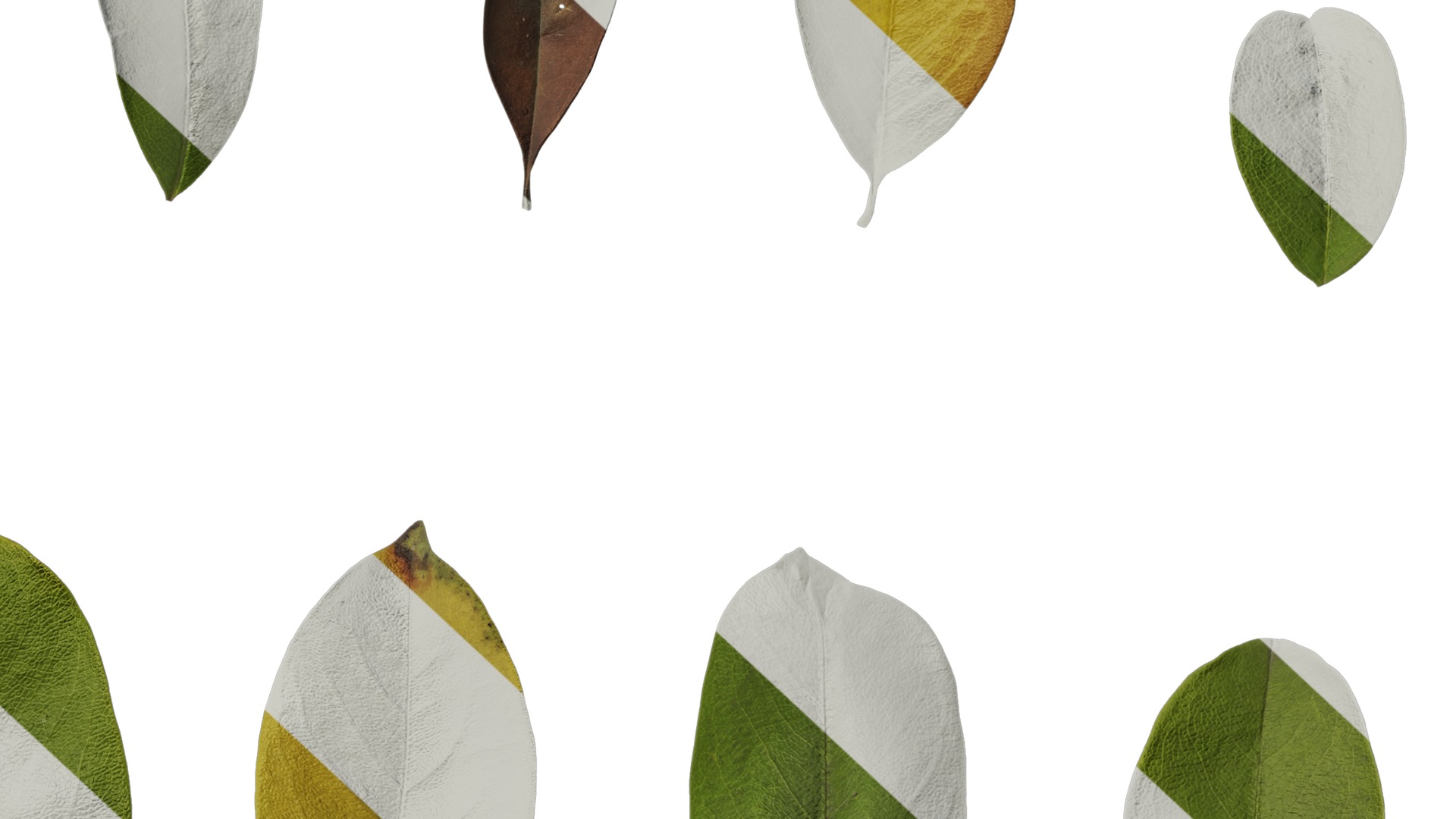 Anydrafts Michelia wilsonii Leaf 02 Texture_6