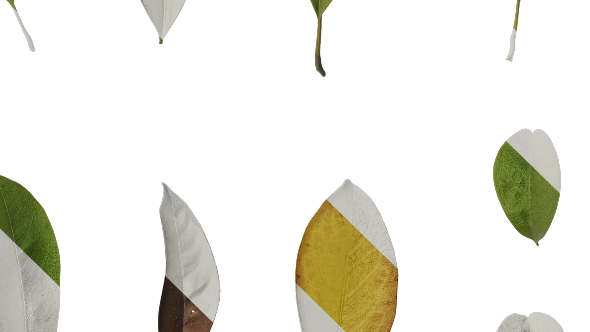 Anydrafts Michelia wilsonii Leaf 02 Texture_4