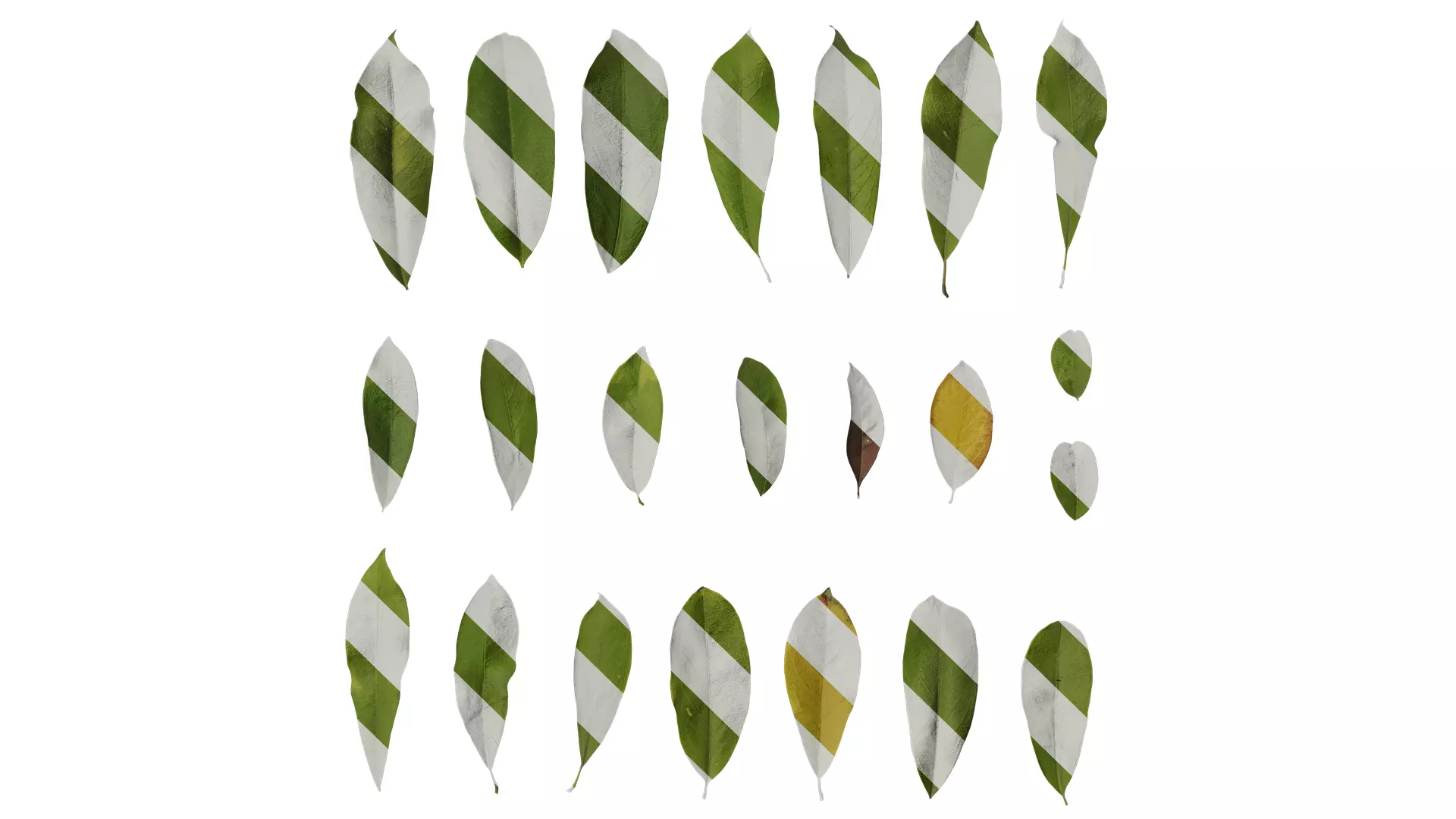 Anydrafts Michelia wilsonii Leaf 02 Texture_0