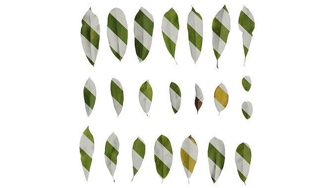 Anydrafts Michelia wilsonii Leaf 02 Texture