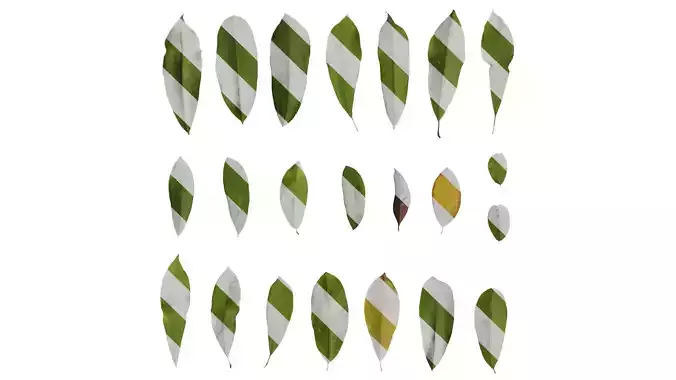 Anydrafts Michelia wilsonii Leaf 02