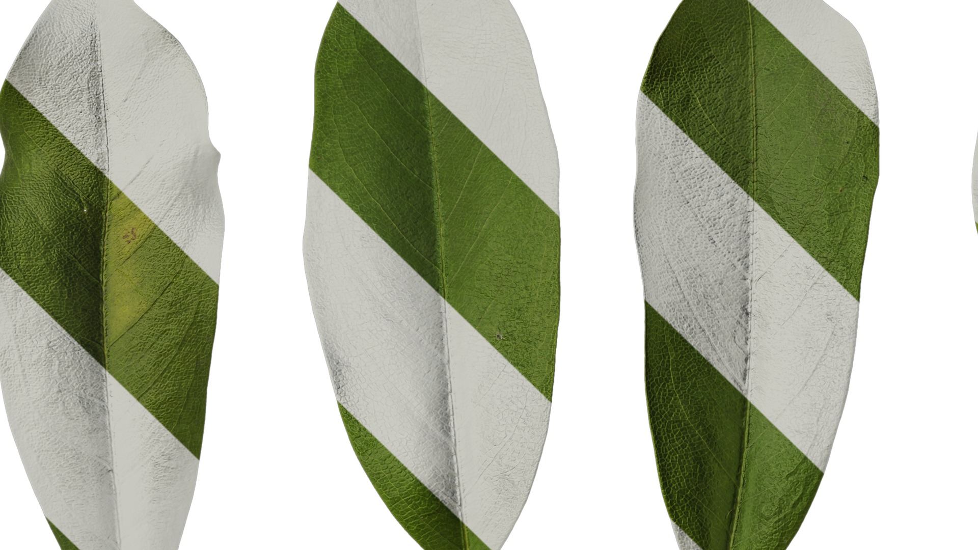 Anydrafts Michelia wilsonii Leaf 02 Texture_1