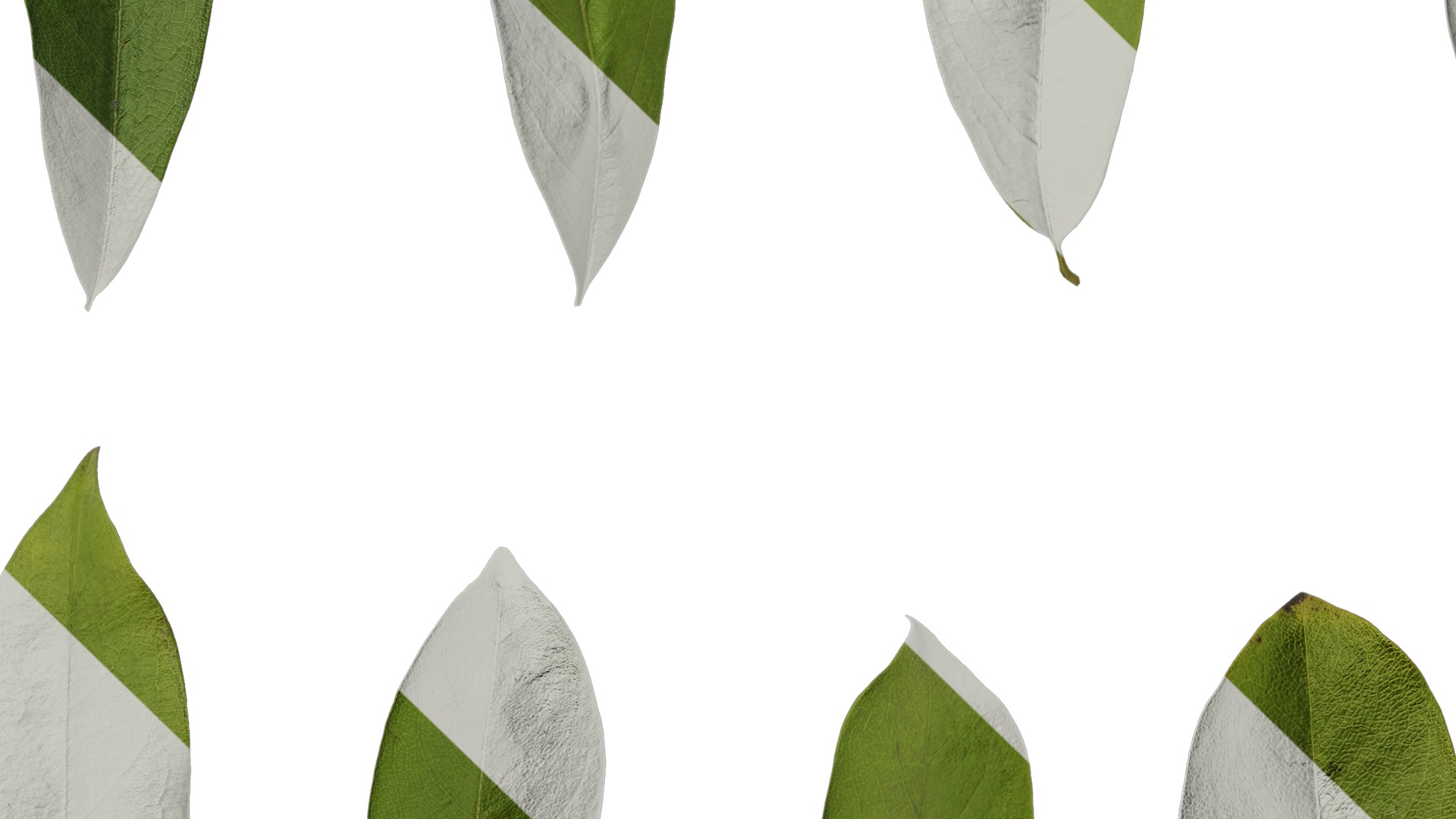 Anydrafts Michelia wilsonii Leaf 02 Texture_5