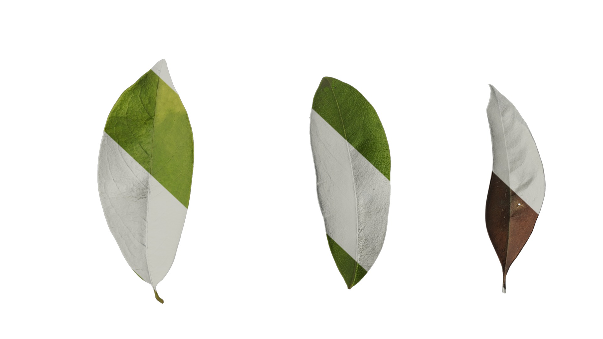 Anydrafts Michelia wilsonii Leaf 02 Texture_7