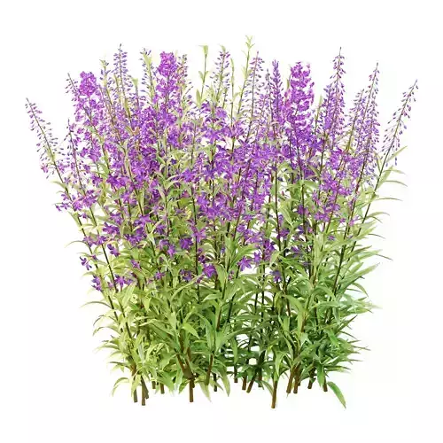 epilobium angustifolium Plant 01