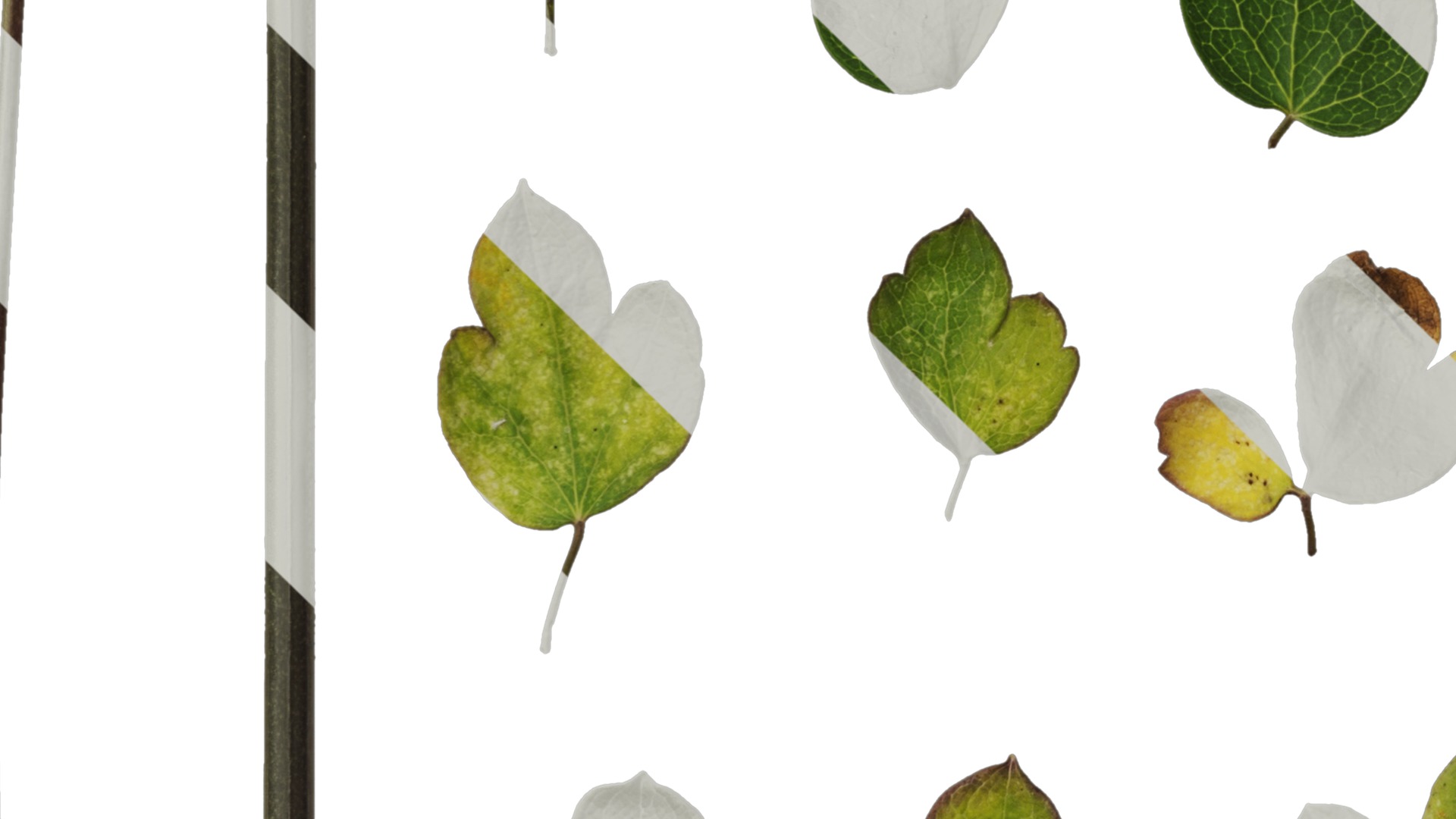 Anydrafts Thalictrum aquilegiifolium Leaf 03 Texture_5