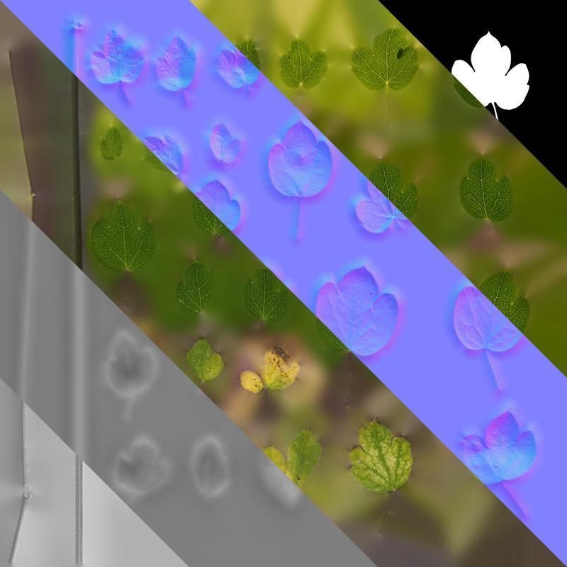 Anydrafts Thalictrum aquilegiifolium Leaf 03 Texture_8