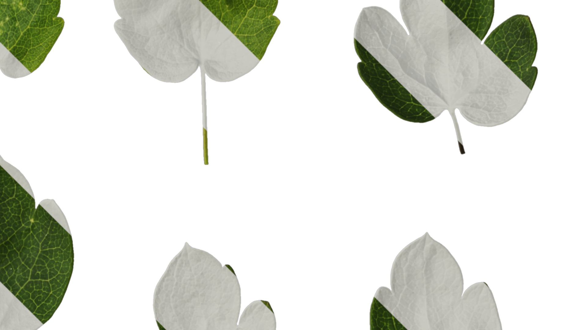 Anydrafts Thalictrum aquilegiifolium Leaf 03 Texture_2