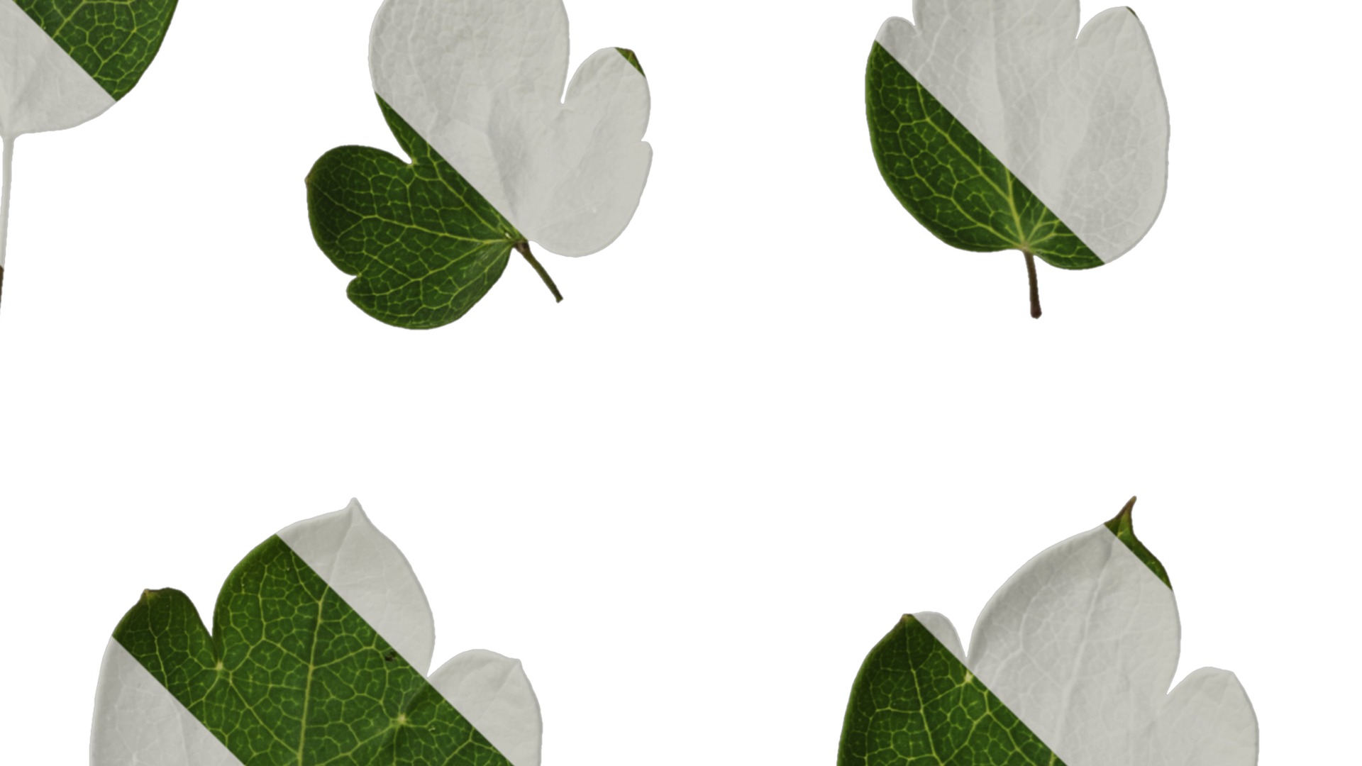 Anydrafts Thalictrum aquilegiifolium Leaf 03 Texture_4