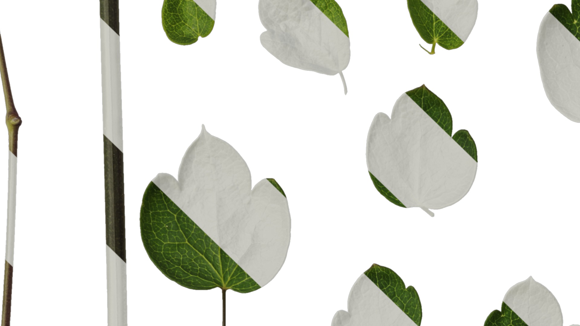 Anydrafts Thalictrum aquilegiifolium Leaf 03 Texture_3