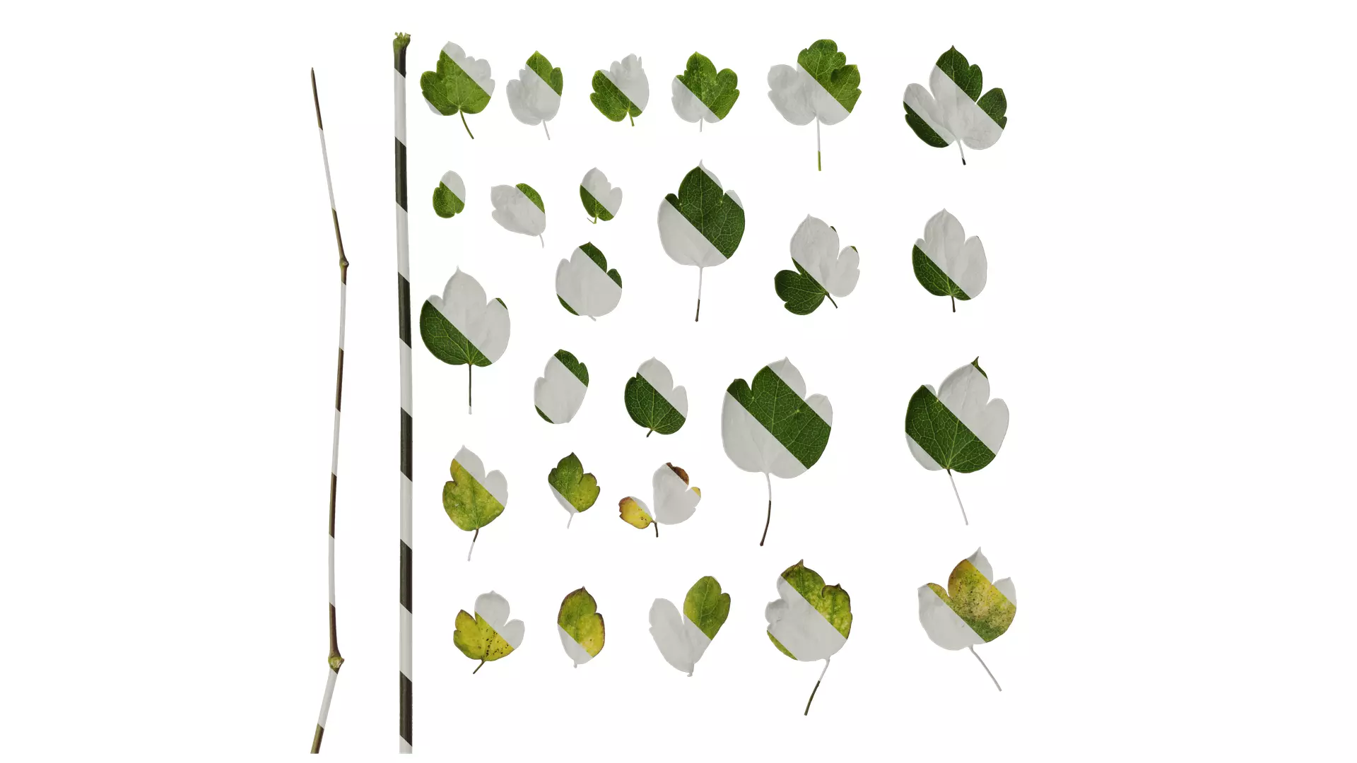 Anydrafts Thalictrum aquilegiifolium Leaf 03 Texture_0