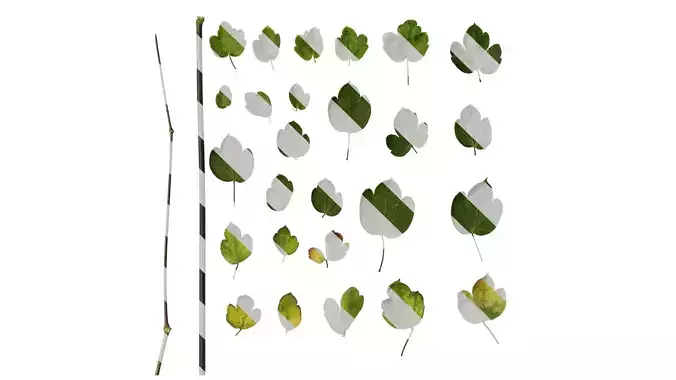 Anydrafts Thalictrum aquilegiifolium Leaf 03