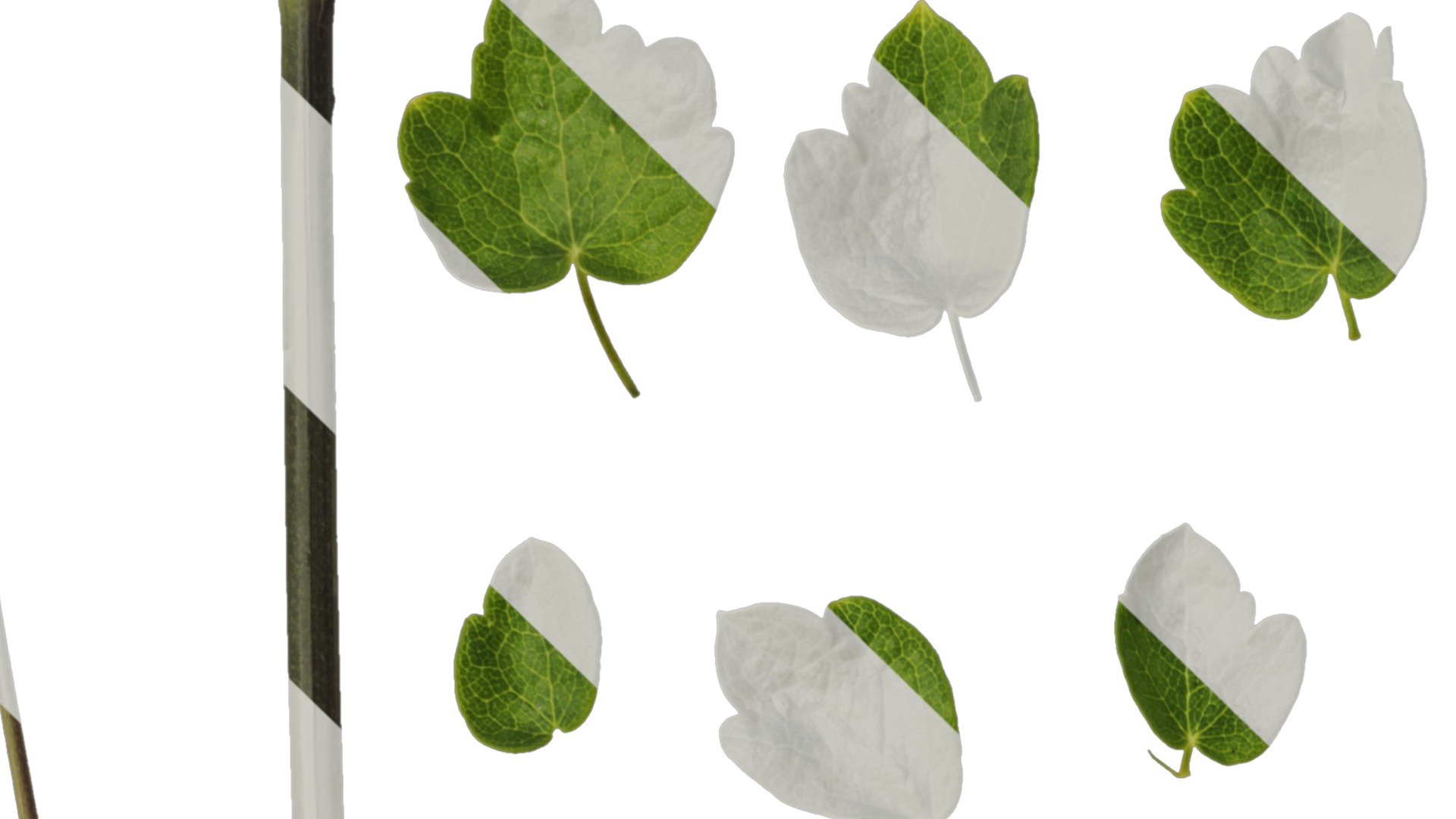 Anydrafts Thalictrum aquilegiifolium Leaf 03 Texture_1