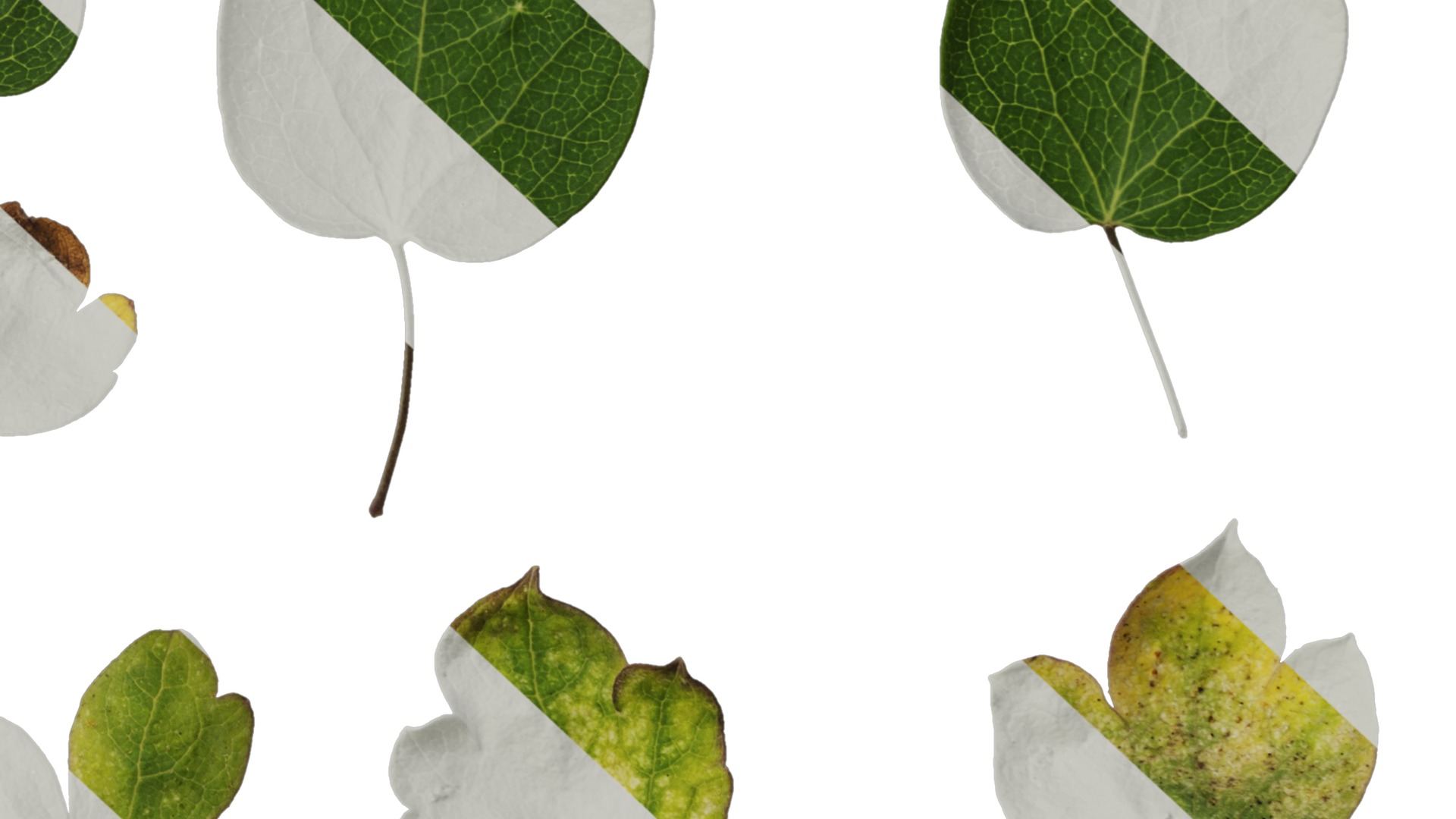 Anydrafts Thalictrum aquilegiifolium Leaf 03 Texture_6