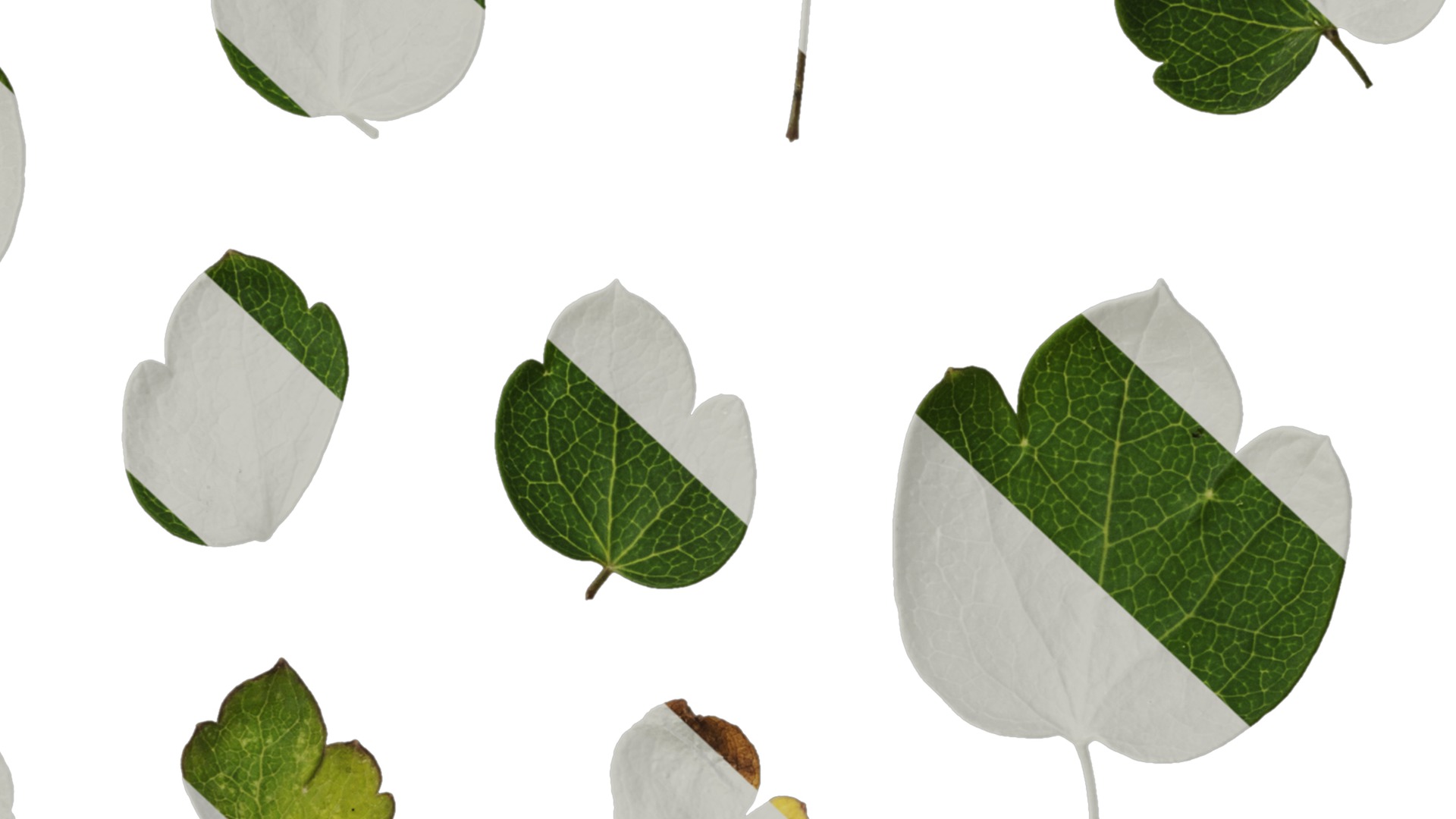 Anydrafts Thalictrum aquilegiifolium Leaf 03 Texture_7