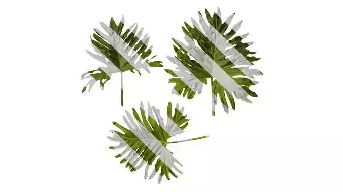 Anydrafts Thaumatophyllum bipinnatifidum Leaf 01