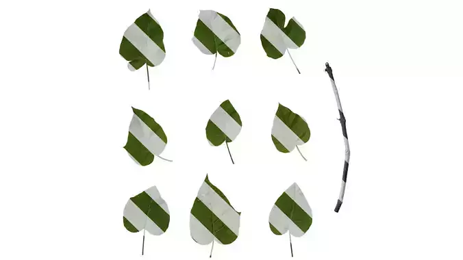 Anydrafts Paulownia fortunei Leaf 04