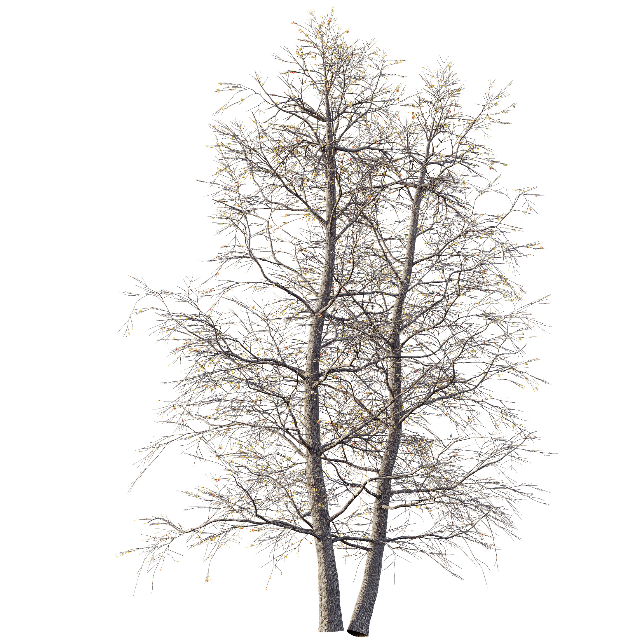 AV Plants Alnus Glutinosa Winter Snow Tree 3D model_2