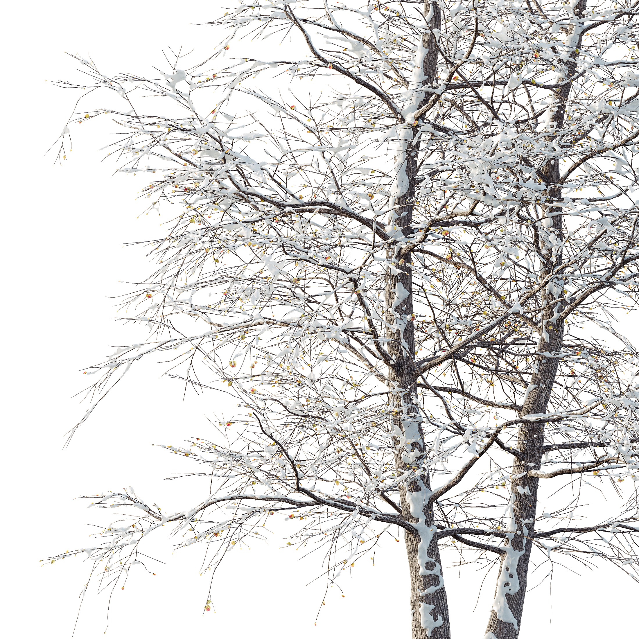 AV Plants Alnus Glutinosa Winter Snow Tree 3D model_4