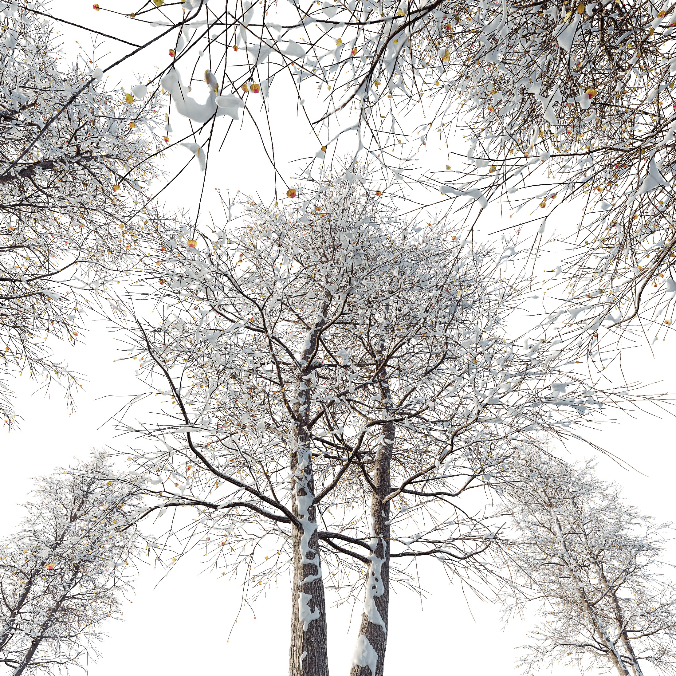 AV Plants Alnus Glutinosa Winter Snow Tree 3D model_3