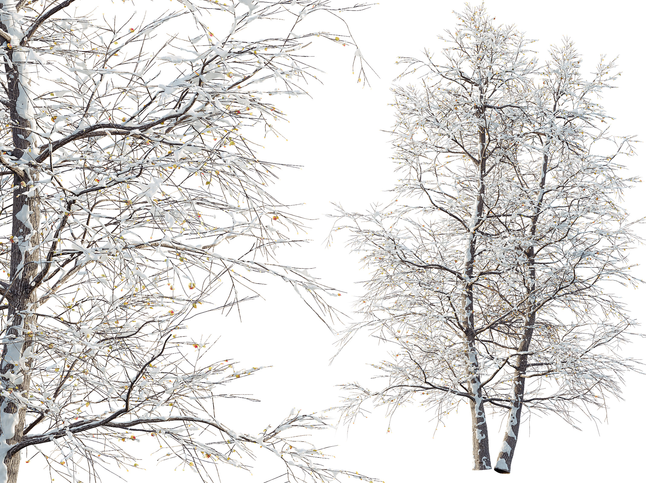 AV Plants Alnus Glutinosa Winter Snow Tree 3D model_1