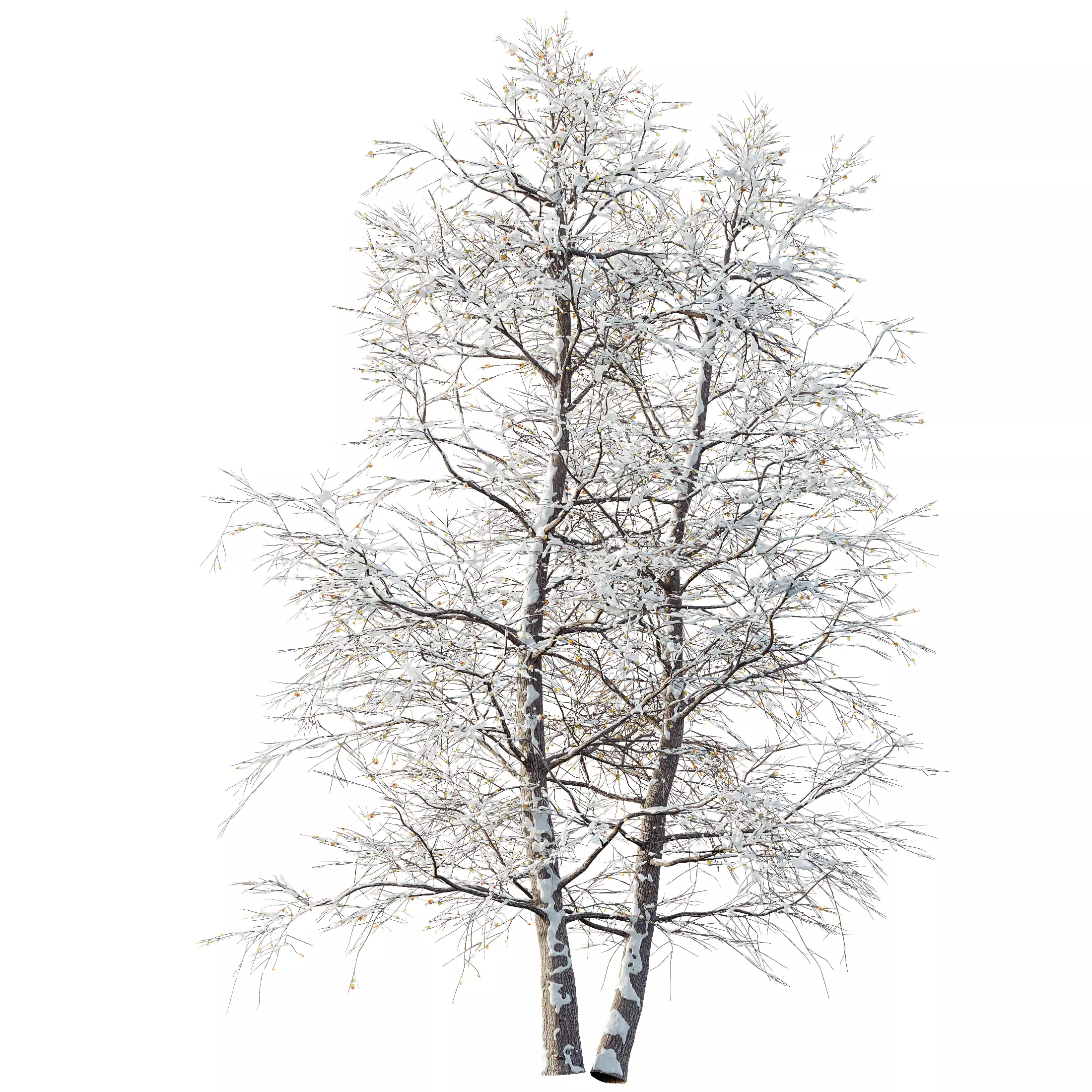 AV Plants Alnus Glutinosa Winter Snow Tree 3D model_0
