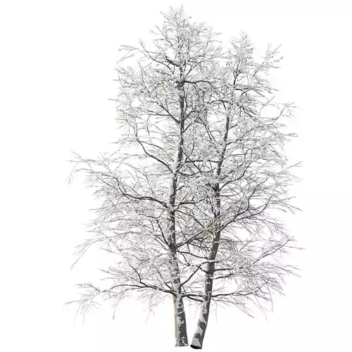 AV Plants Alnus Glutinosa Winter Snow Tree 3D model