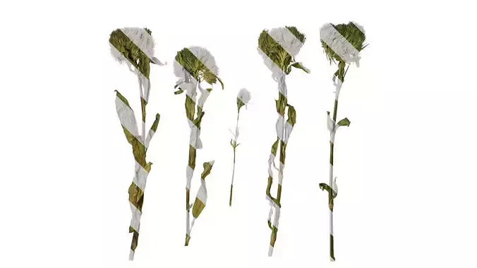 Anydrafts Dianthus green trick Atlas 01