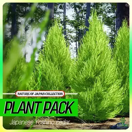 Japanese Endemic Species Plant - 4 Japanese Yoshino cedar Tree