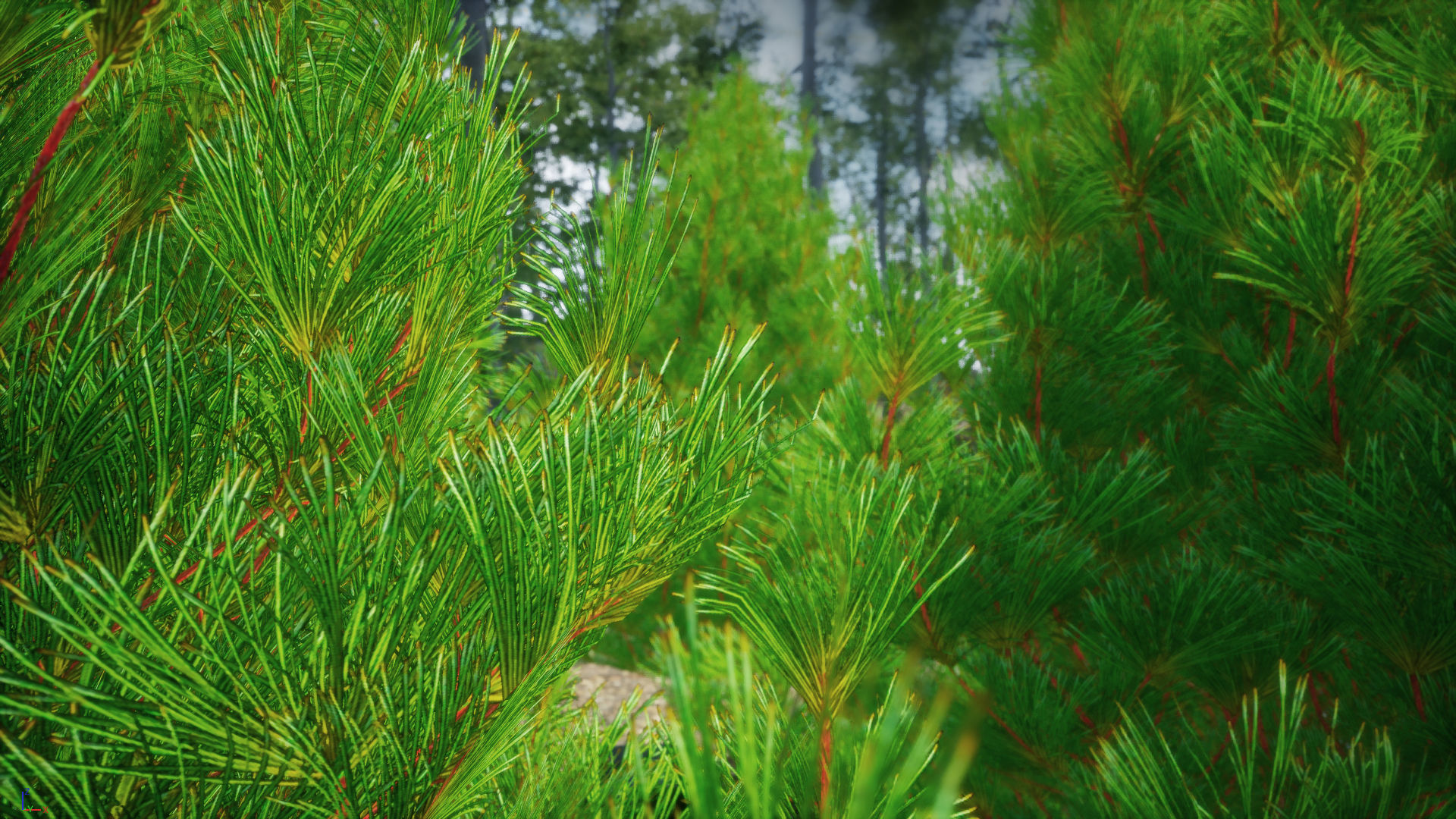 Japanese Endemic Species Plant - 4 Japanese Yoshino cedar Tree Low-poly 3D model_2