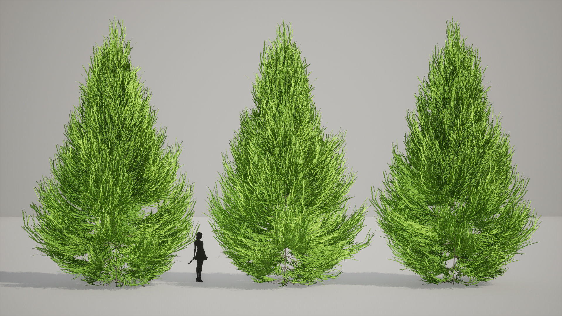 Japanese Endemic Species Plant - 4 Japanese Yoshino cedar Tree Low-poly 3D model_7