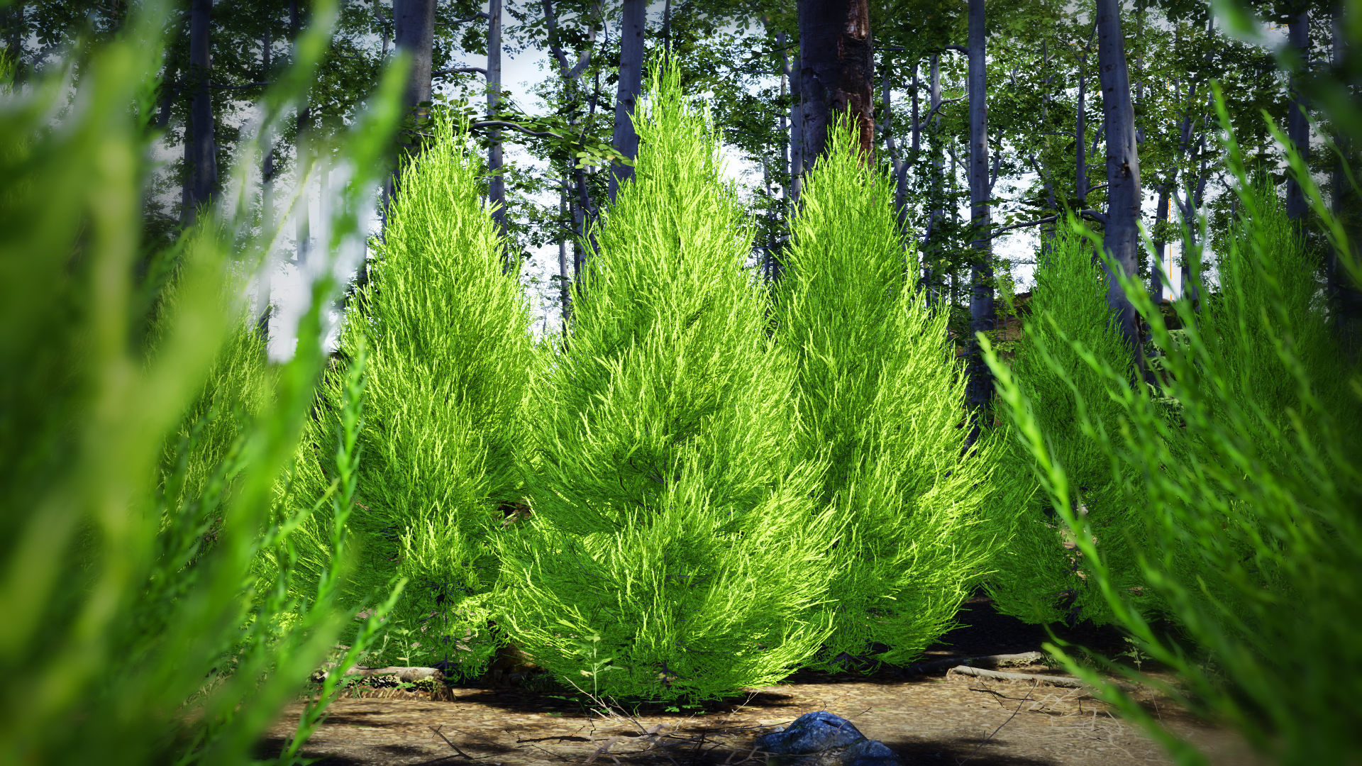 Japanese Endemic Species Plant - 4 Japanese Yoshino cedar Tree Low-poly 3D model_1